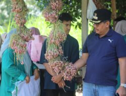 Panen Bawang Merah, Pj Wali Kota Lhokseumawe Dorong Kemandirian Pangan Berkelanjutan