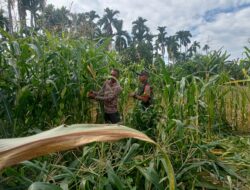 Babinsa Koramil 15/Matangkuli Serka Maimudin, Dampingi Petani Dalam Perkuat Ketahanan Pangan