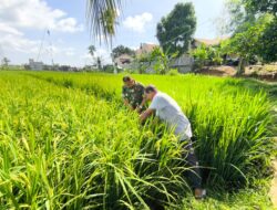 Dampingi Petani, Babinsa Turun Langsung Cek Perkembangan Padi