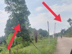 Mengerikan, Kabel Listrik Menempel di Pohon di Pontianak Utara Diduga Abaikan Keselamatan Publik!?