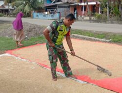 Babinsa Serda Juliandi Bantu Warga Binaan Jemur Padi Di Pucok Alue