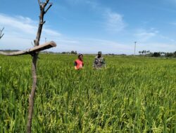 Babinsa Turun Ke Sawah Pantau Perkembangan Padi.