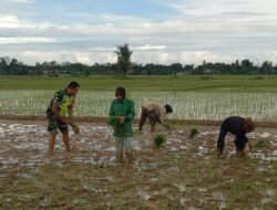 Babinsa Koramil 28/Pirak Timu, Bantu Petani Tanam Padi Di Pucok Alue
