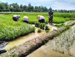 ​Babinsa Koramil 05/Syamtalira Bayu Bantu dan Semangati Petani Tanam Padi di Desa Punti