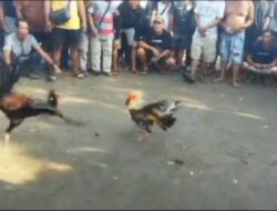 APH Sintang Gagal Berantas Perjudian Darat, Judi Sabung Ayam di Merano Semangkin Merajalela