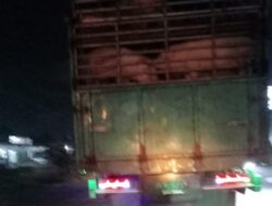 Viral Truk Bermuatan Babi Lewati Jalan Trans Kalimantan Persis Depan Polres Kubu Raya