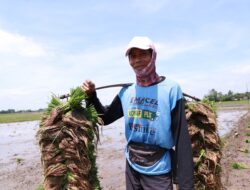 Dinas Pertanian Kabupaten Bekasi Siapkan 43,8 Ton Benih Padi Bagi Lahan Pertanian Terdampak Banjir
