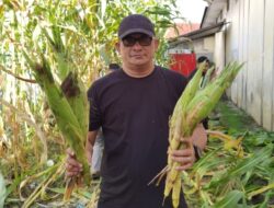Lapas Langsa Panen Jagung, Dukung Program Menteri