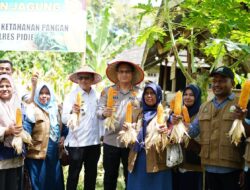 Kapolres Pidie Panen Jagung di Kembang Tanjung