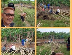 Pemdes Sukadaya Bangun Jembatan Bambu Penghubung Tiga Desa, Kades Sartija Arizona :  Meningkatkan Mobilitas Petani