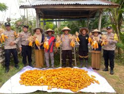 Kapolsek Muara Dua Panen Raya Jagung Serentak, Dukung Swasembada Pangan Nasional 2025