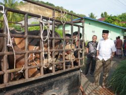 Pererat Silaturahmi, Unimal Bagikan Lembu Qurban ke-8 Gampong, 13 Disembelih di Kampus