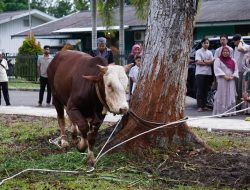 Hari Raya Idul Adha 1446 H: PT PIM Salurkan 28 Hewan Kurban ke Desa Sekitar Perusahaan