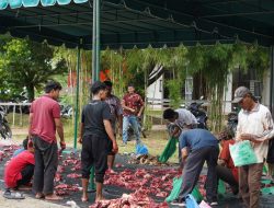 Unimal Kurban 21 Ekor Lembu, 13 Sembelih di Kampus Reuleut 8 untuk Warga Sekitar