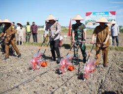 Polres Pidie dan Kelompok Tani Sabena Geuleudieng Padang Tiji Tanam Jagung di Lahan 11 Hektare