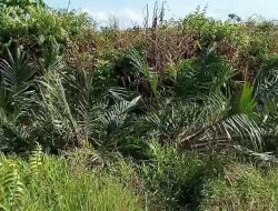 Tersangka Perusakan Ratusan Pohon Sawit Tak Ditahan Setahun Lebih: Korban Desak Keadilan Hukum di Polda Kalbar