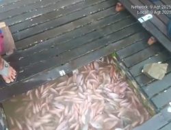 Diduga Dibekingi Oknum, Tambang Emas Ilegal Menggerogoti Sungai Sekadau