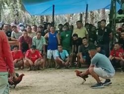 Judi Sabung Ayam Cemari HUT RI ke-80 di Sekadau, APH Dinilai Tutup Mata