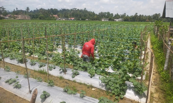 Butuh Perhatian, Seorang Petani Gampong Blang Dalam Geunteng Beralih Menanam Mentimun