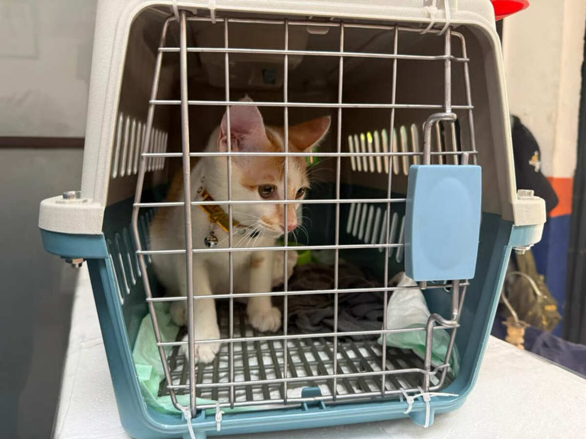 KAI Logistik Catat 13.435 Pengiriman Hewan Saat Ramadan – IdulFitri